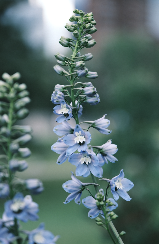 Blue flower.